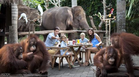 breakfast with orangatangs bali zoo